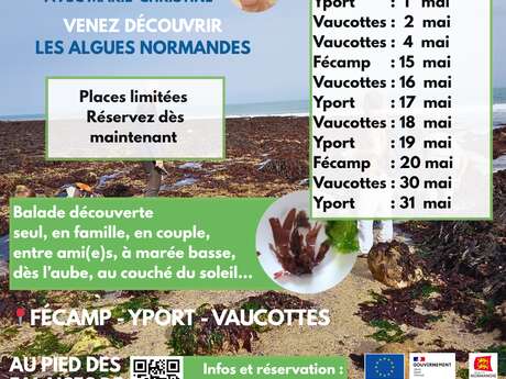 Balade découverte des algues