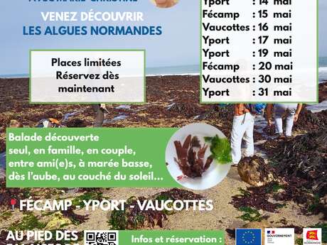 Balade découverte des algues