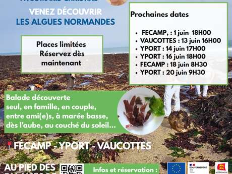 Découvertes algues du littoral - Alyferm