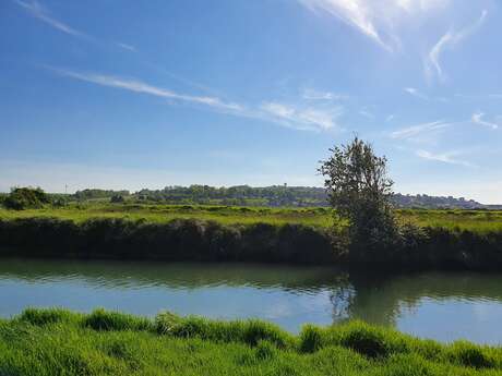 Balade commentée : Faune et Flore du marais de la Saâne