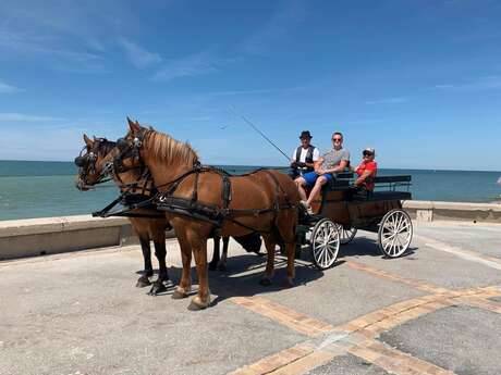 Promenades en calèche · Les Attelages des Prés Salés