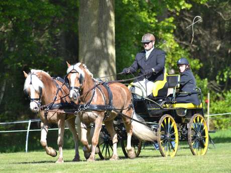 Concours d'attelage
