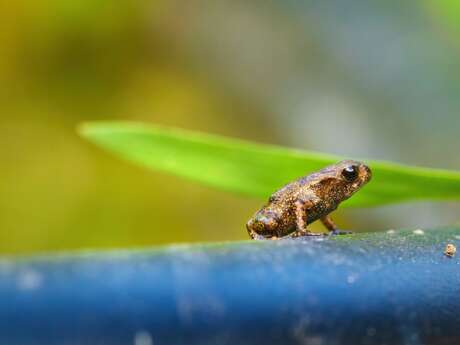 Des têtards dans le marais