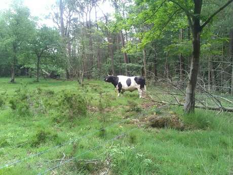 [Balade nature] Mission Nature au Cap d'Ailly
