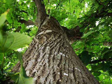 Balade de pleine conscience « reconnexion à la nature »
