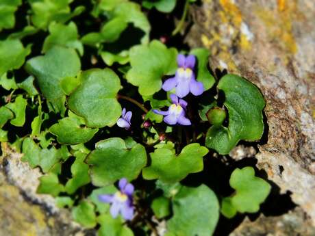 [Balade nature] La flore sauvage des rues de Dieppe