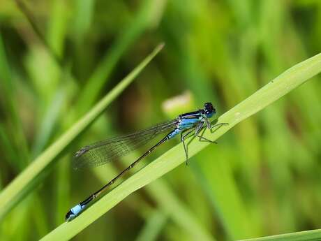 [Balade nature] A la découverte des libellules