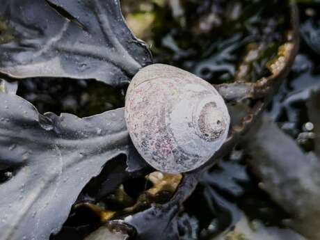 [Biodiversité du littoral] BioLit plage de Puys