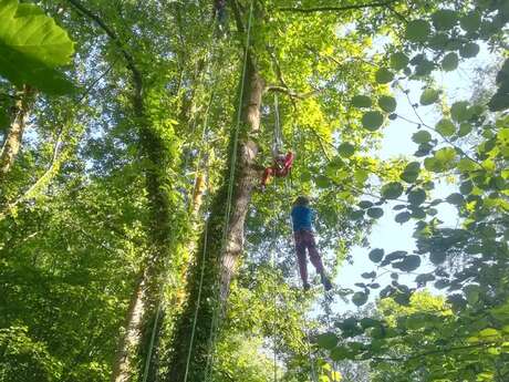 Grimpe d'arbres en forêt d'Eu