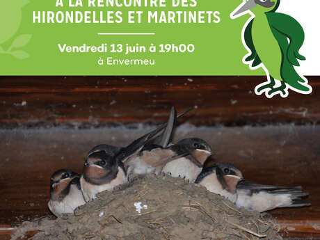 A la rencontre des hirondelles et martinets