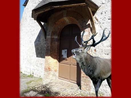 Journées du Patrimoine à l'église Saint-Pierre - Un cerf dans l'église
