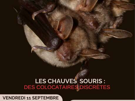 Les chauves souris : Des colocataires discrètes