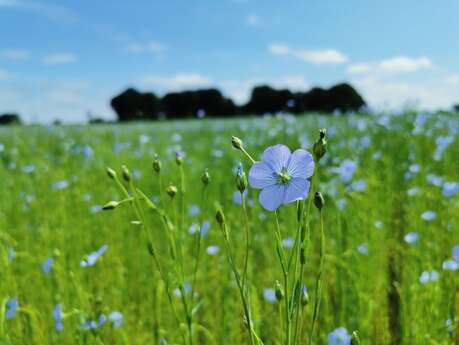 Le Lin dans tous ses états, le parcours d’une graine… Conférences : le lin dans l’industrie et le textile