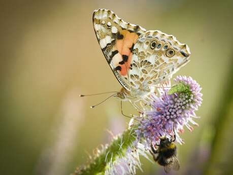 Vole, vole, papillon