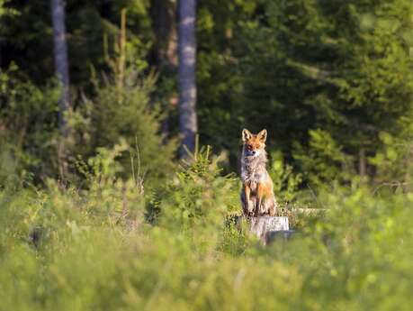 Sur les traces des animaux
