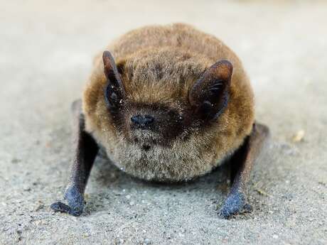 Animation nature : le Bal des chauves-souris