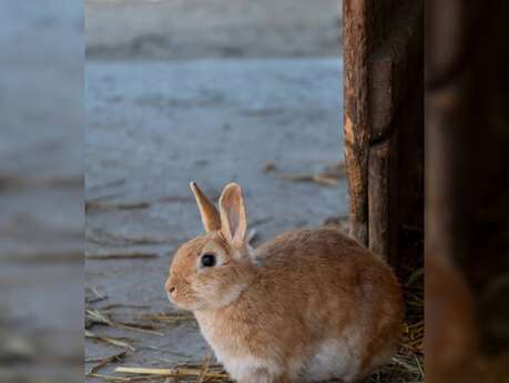 Atelier petit soigneur spécial lapin