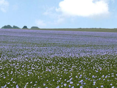 Visite découverte du village du lin