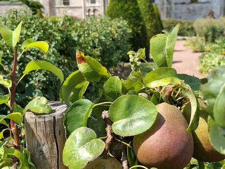 Taille des fruitiers en espalier