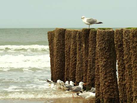 [Biodiversité littorale] Plage de Pourville-sur-Mer