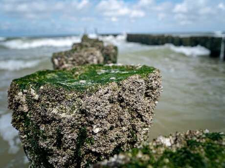[Sortie nature] Le port de Dieppe