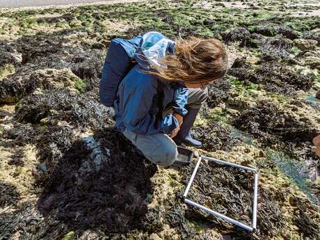 [Biodiversité littorale] Plage de Sainte-Marguerite-sur-Mer