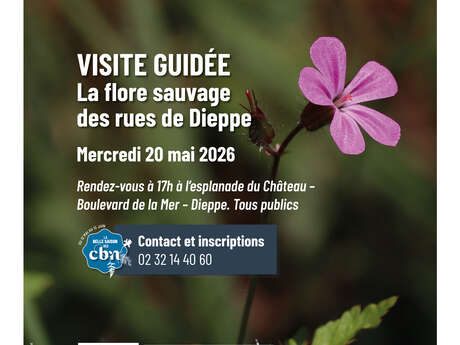 [Balade nature] La flore sauvage des rues de Dieppe