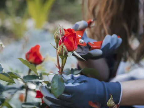 Propos de jardinier : L’entretien et soins des rosiers
