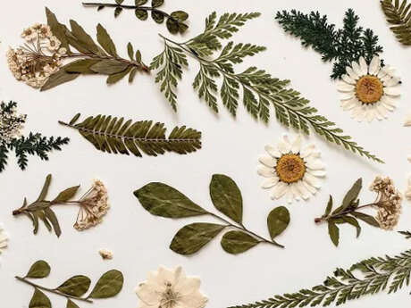 Atelier créatif : Créer sa planche d’herbier