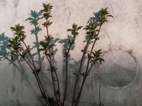 Propos de jardinier : Sauvages de mon jardin