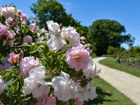 Propos de jardinier : La botanique pour les nuls