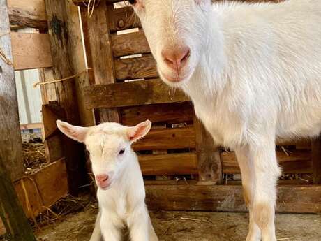 Bébés fermiers