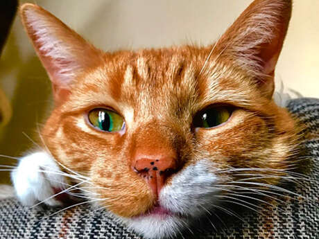 Atelier : Connexion animal