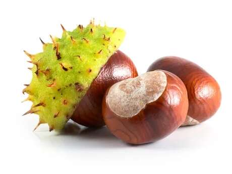23ème édition de la Fête de la Châtaigne et des Saveurs d'Automne