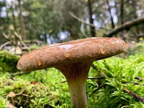 Rando champignons Rando champignons