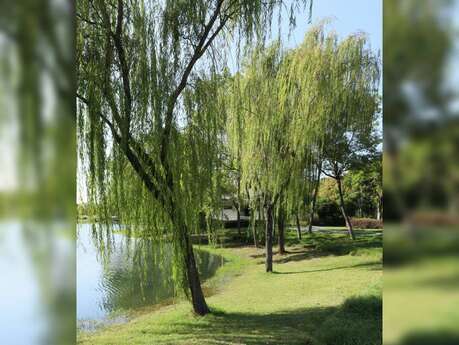 Construire une cabane en saule