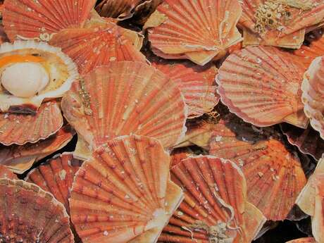 Soirée Coquilles St Jacques