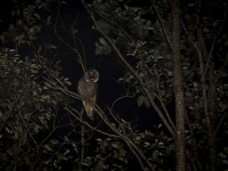 Randonnée nocturne