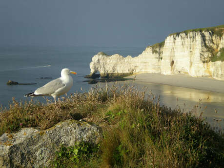 Natterra, naturalist guides in Étretat