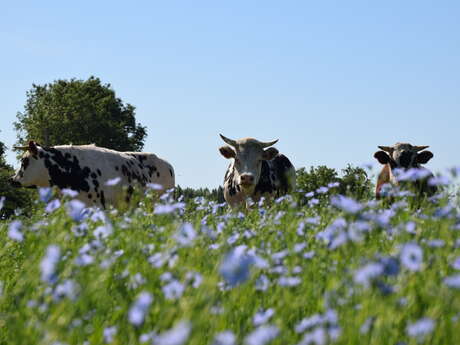 Le Ptit Clos Normand