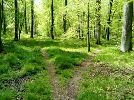 [Animations] Rallye Nature en forêt d'Arques