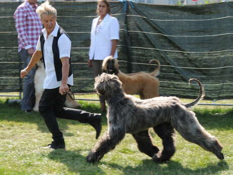 [Exposition Canine]
