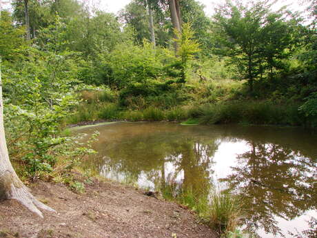 [Sortie nature] Sous-bois, mare et secrets d'écorce
