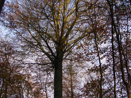 [Sortie nature] Faune, flore et Géant de la forêt d'Arques