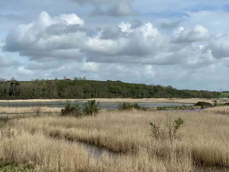 Sortie nature : Découverte du marais du Hode