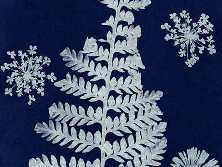 Découverte nature en famille - Le cyanotype