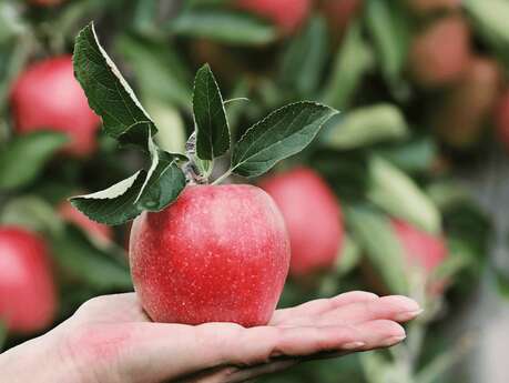 Découverte nature en famille - A la découverte des pommes et du verger