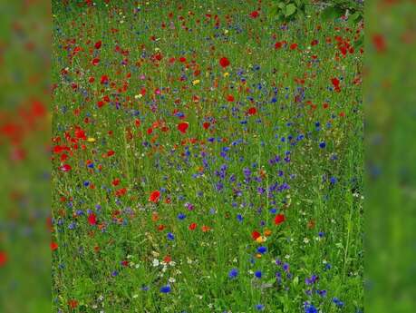 Des Fleurs et des Champs