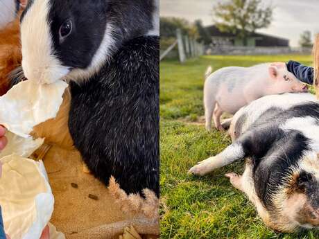 Dessine moi un mouton