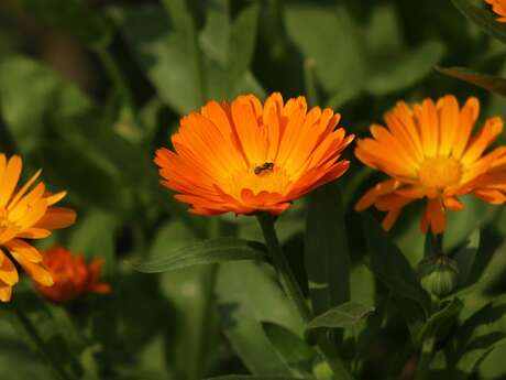 Randonnée guidée - Fête de la nature